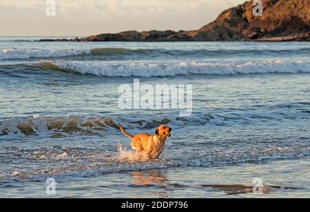 Swansea, Großbritannien. November 2020. Ein Hund holt seinen Ball an einem kalten und frostigen Morgen kurz nach Sonnenaufgang aus dem Meer in der Langland Bay in der Nähe von Swansea. Quelle: Phil Rees/Alamy Live News Stockfoto