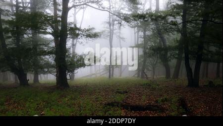 Nebelwald. Märchen gruselig aussehende Wälder in einem nebligen Sonnenaufgang. Kalter nebliger Morgen im Horrorwald Stockfoto