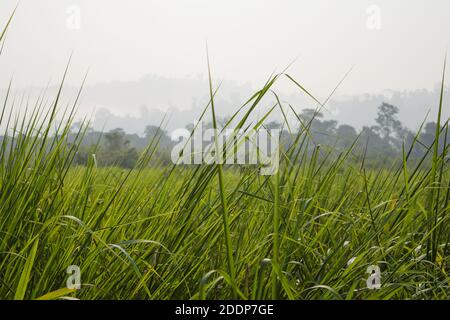 Innenansicht des Kaziranga National Park des nordöstlichen indischen Staates Assam. Wachturm des Kaziranga Nationalparks. Stockfoto