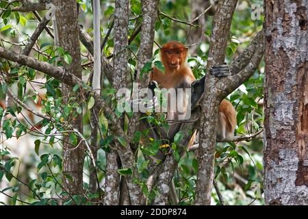 Proboscis-Affe (nasalis Larvatus) in einem Baum sitzt ein langnasiger Affe. Kinabatang, Sabah, Borneo, Malaysia. Stockfoto