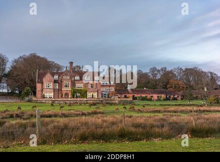 Burley Manor - ein Restaurant und Hotel im Burley Village New Forest National Park mit Hirschen, die draußen grasen, Hampshire, England, Großbritannien Stockfoto