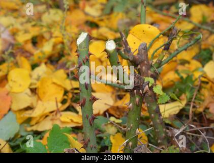 Rosenpflege vor dem Winter: Schneiden, Abschneiden von toten, kranken oder gebrochenen Stielen und Ästen im Herbst. Stockfoto