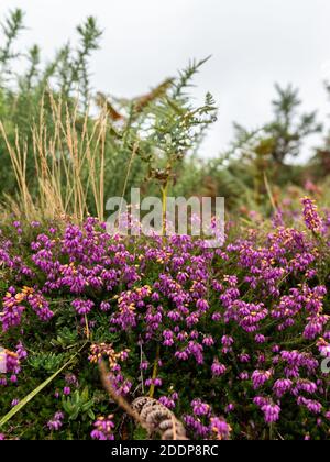 Nahaufnahme von blühender Heide an einem bewölkten Tag spät Sommer Stockfoto