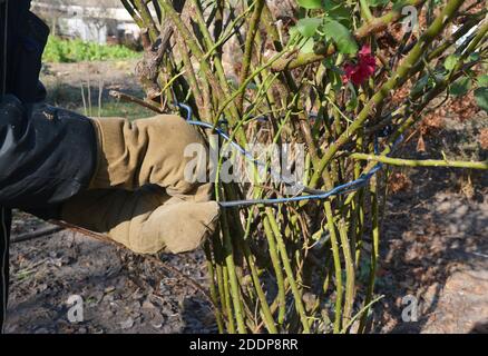 Ein Gärtner in Schutzhandschuhen bindet eine winterharte Strauchrosen mit einem Draht oder einer Schnur, um Rosen für die Überwinterung vorzubereiten, indem er die Stöcke in Sackleinen einwickelt, Stockfoto