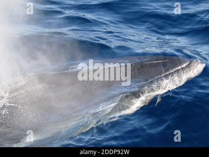 Der Kopf und das Loch eines antarktischen Minke Wals (Balaenoptera bonaerensis) beim Ausatmen. Hope Bay, Trinity Peninsula, Antarktische Halbinsel, A Stockfoto