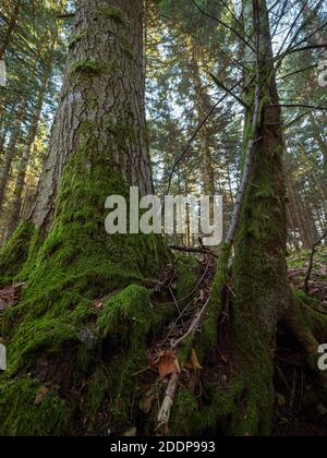 Moos bedeckte Äste, Wurzeln und Bäume in einem Schweizer Alpenwald. Das Moos bedeckt den Boden und den Wald, während Herbstblätter den Waldboden bedecken. Stockfoto