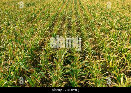 Erhöhte Ansicht Des Ländlichen Maisfeldes Mit Reihen Maiskeime. Green Cornfield Plantation. Landwirtschaftliche Nutzpflanzenerzeugnisse Stockfoto