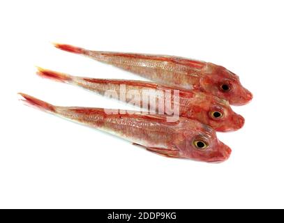 Roter Knurrhahn, žclimb Cuculus Fische vor weißem Hintergrund Stockfoto