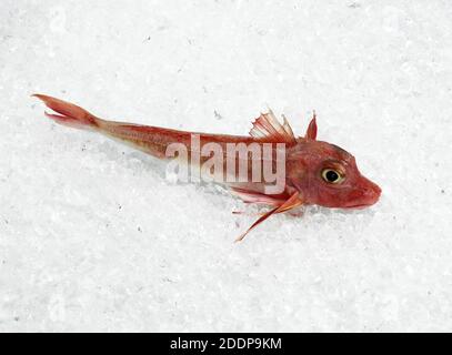 Roter Knurrhahn, žclimb Cuculus, Fische auf Eis Stockfoto