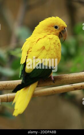 Goldener Conure oder Goldener Sittich oder Königin von Bayerns Conure, guaruba guarouba, Adulte auf Zweig stehend Stockfoto