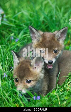 Rotfuchs, Vulpes vulpes, Cubs Standing on Grass, Normandie Stockfoto