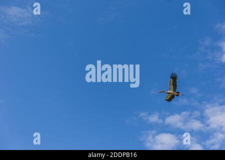 Der asiatische Opener oder der asiatische Opener Storch im Flug Stockfoto