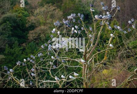 Große Herde wilder Tauben (Columba livia domestica), die im Herbst auf Baumzweigen in West Sussex, England, Großbritannien, thront. Stockfoto