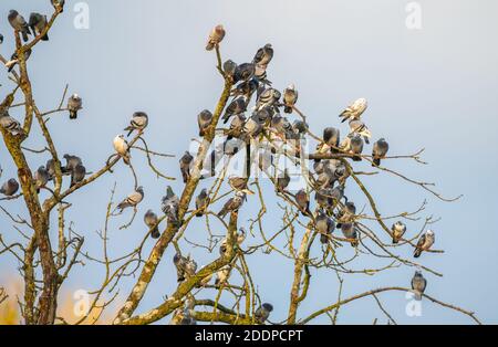 Große Herde wilder Tauben (Columba livia domestica), die im Herbst auf Baumzweigen in West Sussex, England, Großbritannien, thront. Stockfoto