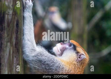 Ein gewöhnlicher Patas-Affe oder Husarengeld im Taipei Zoo in Taiwan Stockfoto