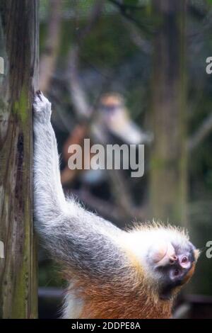 Ein gewöhnlicher Patas-Affe oder Husarengeld im Taipei Zoo in Taiwan Stockfoto