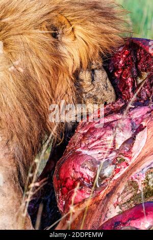 Löwe, der ein Tier auf der Savanne und getötet hat Isst darauf Stockfoto