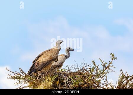 Weißrückengeier auf einem Vogelnest Stockfoto