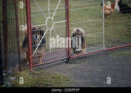 Welpen, Blick durch den Zaun Grill, im Freien. Litauen Stockfoto