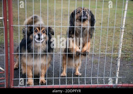 Welpen, Blick durch den Zaun Grill, im Freien. Litauen Stockfoto