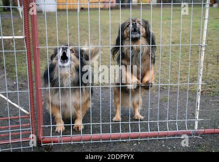 Welpen, Blick durch den Zaun Grill, im Freien. Litauen Stockfoto