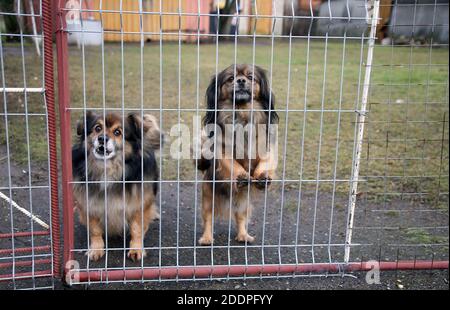 Welpen, Blick durch den Zaun Grill, im Freien. Litauen Stockfoto