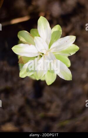 Foto von Domestica Hidden-Lily Ingwer Plant (Curcuma sp) Von oben Stockfoto