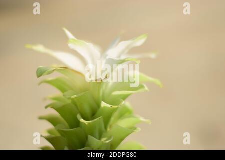 Foto von Domestica Hidden-Lily Ingwer Plant (Curcuma sp) Stockfoto