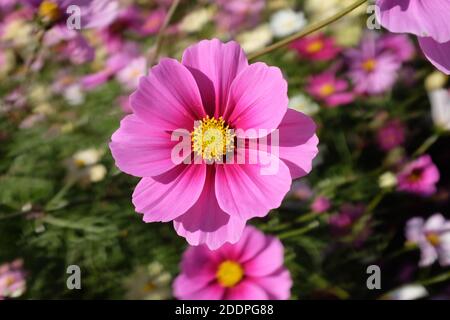 Kosmos-Blumen. Stockfoto