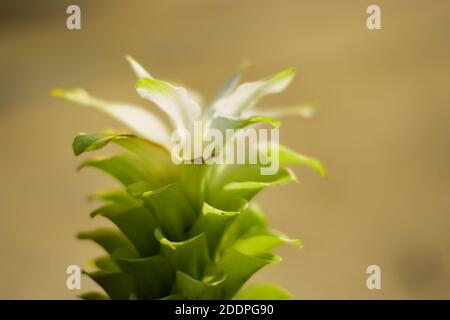 Foto von Domestica Hidden-Lily Ingwer Plant (Curcuma sp) Stockfoto