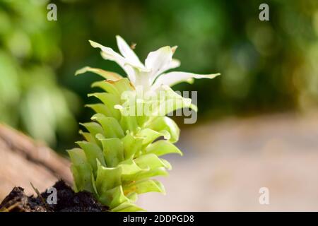 Foto von Domestica Hidden-Lily Ingwer Plant (Curcuma sp) Stockfoto