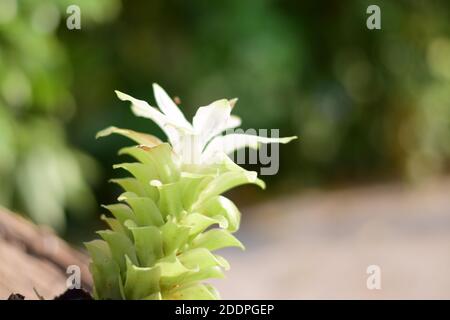 Foto von Domestica Hidden-Lily Ingwer Plant (Curcuma sp) Stockfoto