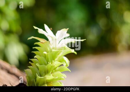 Foto von Domestica Hidden-Lily Ingwer Plant (Curcuma sp) Stockfoto