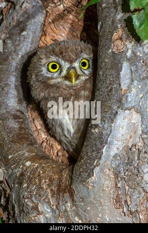 Kleine Eule (Athene noctua), Blick aus einem Baumloch, Portrait, Deutschland, Baden-Württemberg Stockfoto