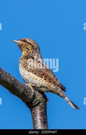 nördlicher Rundhals (Jynx torquilla), sitzt auf einem Ast eines Kirschbaumes, Deutschland, Baden-Württemberg Stockfoto