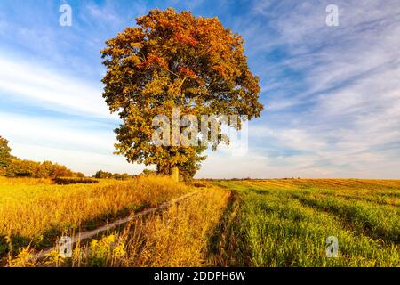 Warmia und Masuren, ein einsamer Baum in Herbstfarben, Polen Stockfoto