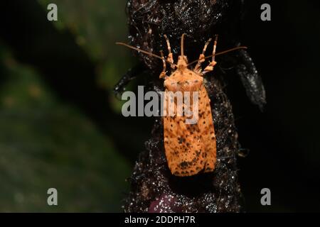 Gepunktete Kastanie (Conistra rubiginea), an Köderschnur, Rückenansicht, Deutschland, Nordrhein-Westfalen Stockfoto