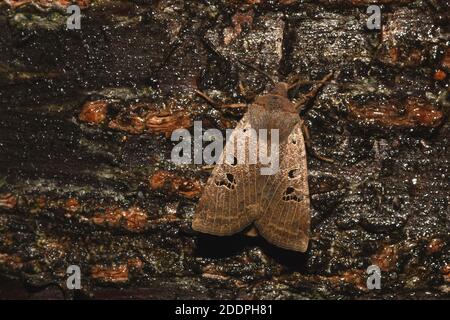 Schwarzfleck-Kastanie (Conistra rubiginosa), sitzend an einem Köder an Rinde, Rückenansicht, Deutschland, Nordrhein-Westfalen Stockfoto