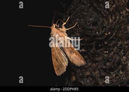 Der Ziegel (Agrochola circellaris, Sunira circellaris, Phalaena circellaris), an Köderschnur, Deutschland, Nordrhein-Westfalen Stockfoto