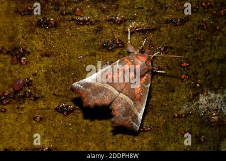 herald, Nachtfalter (Scoliopteryx libatrix, Scoliopterix libatrix), sitzend an einem Köder an der Rinde, Rückenansicht, Deutschland, Nordrhein-Westfalen Stockfoto