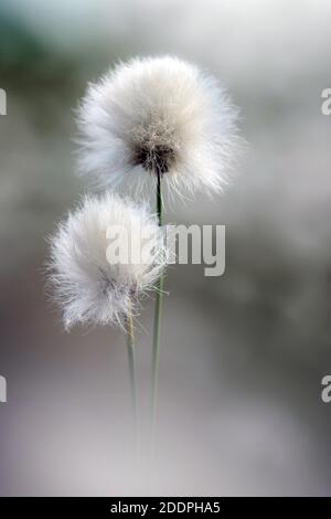 Hase-Schwanz-Baumwollgras, Tussock-Baumwollgras, ummantelte Baumwollsedge (Eriophorum vaginatum), Früchte, Deutschland, Niedersachsen, Oldenburger Münsterland, Stockfoto