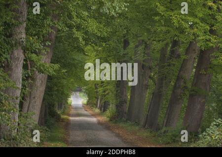 Linden, Linden, Linden (Tilia spec.), Lindenallee am Schaalsee, Deutschland, Mecklenburg-Vorpommern Stockfoto