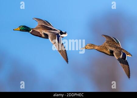 mallard (Anas platyrhynchos), Paar im Flug, Deutschland, Baden-Württemberg Stockfoto