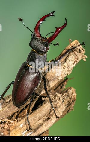 Hirschkäfer, Europäischer Hirschkäfer (Lucanus cervius), Männchen auf Totholz sitzend, Deutschland, Baden-Württemberg Stockfoto