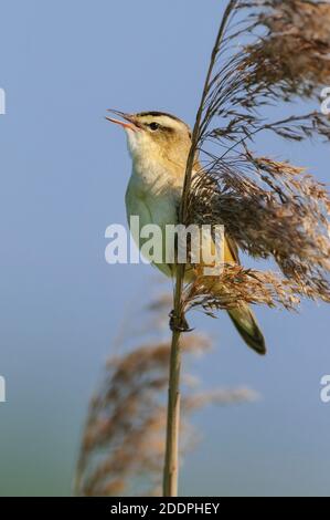 Sedge-Waldsänger (Acrocephalus schoenobaenus), Barsche singen am Schilf, Deutschland, Niedersachsen, Dümmer See Stockfoto