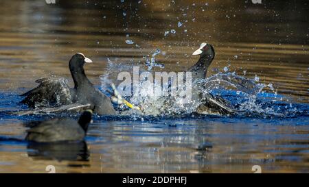 Schwarzer Ruß (Fulica atra), Kämpfe, Deutschland, Baden-Württemberg Stockfoto