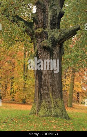 Eiche (Quercus spec.), Eiche im Muskau-Park im Herbst, Deutschland, Sachsen Stockfoto