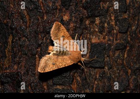 Der Ziegel (Agrochola circellaris, Sunira circellaris, Phalaena circellaris), sitzend an einem Köder an der Rinde, Rückenansicht, Deutschland, Nordrhein-Westfalen Stockfoto