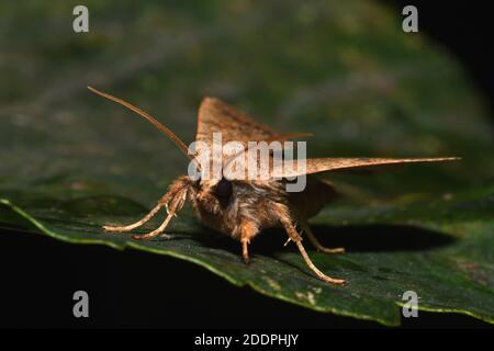 Der Ziegel (Agrochola circellaris, Sunira circellaris, Phalaena circellaris), auf einem Blatt, Vorderansicht, Deutschland, Nordrhein-Westfalen Stockfoto