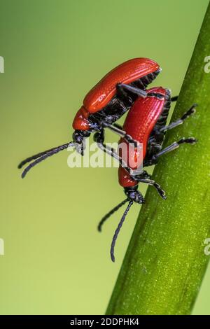 Rotlilienkäfer, Rotlilienkäfer, Lilienkäfer, Lilienkäfer (Lilioceris lilii), Paarung, Deutschland, Baden-Württemberg Stockfoto